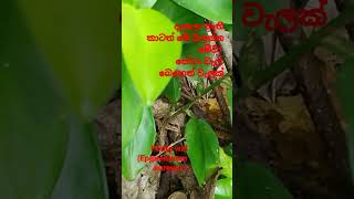 very best medical plant පෝටා වැල් බෙහෙත් ඖෂධීය ශාකය poota wal #Shorts