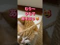 キャットタワー修理したよぉ〜 キャットタワー 猫