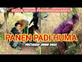 SUASANA PEDESAAN BIKIN BETAH PEMANDANGANNYA, PANEN PADI HUMA+ MAKAN NASI LIWET -Nostalgia Jaman Dulu