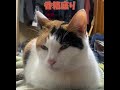 音♪大推奨！香箱座りしたあとペロペロして喉をゴクッ‼️と鳴らす🐱お嬢ちゃん