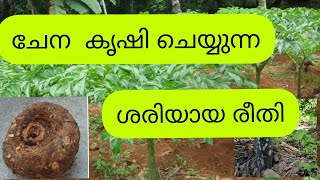 ചേന കൃഷി  ചെയ്യുന്നു രീതി  yam cultivation