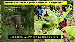 How to protect our garden from wild elephants.    Talk with People @ කතාබහ