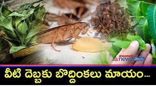 The Best Cockroach Repellents Are Hiding in Your Kitchen  || వీటి దెబ్బకు బొద్దింకలు మాయం