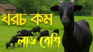 কেন ব্ল্যাক বেঙ্গল ছাগলই আপনার সেরা পছন্দ হতে পারে। এই ছাগলই পালুন, কম খরচে বেশি লাভ!