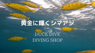 黄金に輝くシマアジ　千葉県エリア・スキューバダイビングでの水中世界。DUCKDIVE　DIVINGSHOP