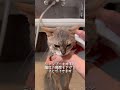 猫のシャンプーの必要性と効果