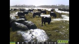 Bale Graze Time Lapse - Feb 2017 (8X speed)