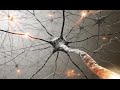 Noam Chomsky - Thought