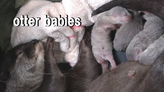 【カワウソ赤ちゃん】生後1日目☆Towaベビーズ！Towa's babies 1st day after birth【特別編】トワ3歳の誕生日☆Today is Towa's 3rd birthday