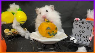 カボチャを丸ごと食べるハムスターHalloween♡もちおJAPAN HAMSTER