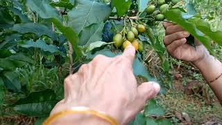 Peanut Butter Fruit .ಈ ಹಣ್ಣಿನ ರುಚಿ ಗೊತ್ತಾ?