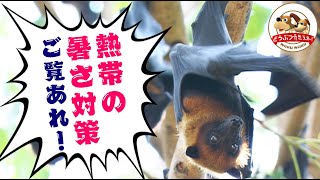 【灼熱のタイ】大きな翼を団扇にして暑さをしのぐオオコウモリ！集団であおぐ姿がカワイイ♡【どうぶつ奇想天外／WAKUWAKU】