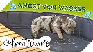 Keine Angst vor Wasser 💦 So gewöhnst du deinen Hund daran | Der Welpentrainer |sixx