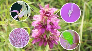 Under the Microscope - BeeBalm (Monarda citriodora)