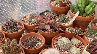 VLOG#10: Backyard Winter Update pt. 1 | Cactus and Succulent Collection