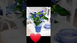 Blue anthurium | anthurium wagawa sinhala #shorts