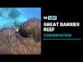 Volunteer divers helping scientists to save the Great Barrier Reef | 7.30