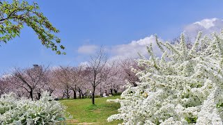 西郷川河口公園の春