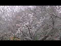 茨城県坂東市・逆井小学校址の桜