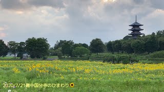 2020/7/21備中国分寺のひまわり🌻