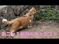 猫城主　さんじゅーろー様の、秘密目撃（事件編）＃事件＃猫動画＃動物