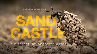 Sandcastle: The Secret Life Of Potter Wasps (2024) - Full Short Documentary