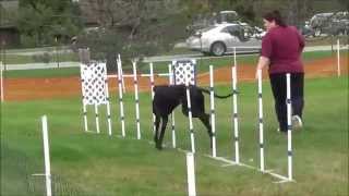 Great Danes Agility JWW Excellent - 2014 GDCA National Specialty