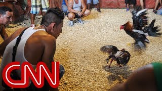 Cockfighting in Cuba: A legal gray area
