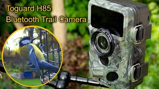 Bird Feeder Camera Setup - Toguard H85 Bluetooth Trail Camera (Actual Video Footage 🦜)