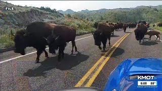 Bison safety: Former park ranger shares advice