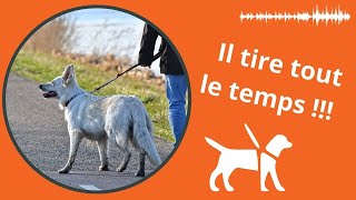 Mon chien tire en laisse : que faire ? (ralenti)