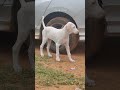 rajapalayam pup from pieter lineage rajapalayam kanni chippiparaidog dogsales vijeshkumaran