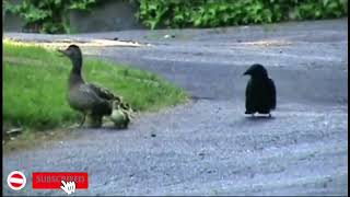 Duck defends his chickens against crow attack