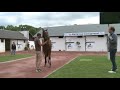 what makes the arqana august yearling sale so special