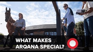 What makes the Arqana August Yearling Sale so special?