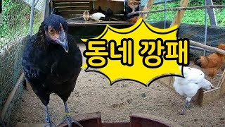 주요장면) 123일차 - 동네 깡패가 나타났다