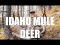 Idaho General Mule Deer Success!