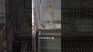 এ-টা কি ছিলো..!😟 #sad #birds #parrot #pets #lovebirds #funybirds #funny #funny #funnyvideo #fun #fyp