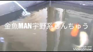 金魚MAN宇野系らんちゅう