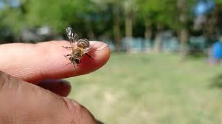 Reggeli meeting az egyik csoportvezetővel. 😃❤️🐝🍯