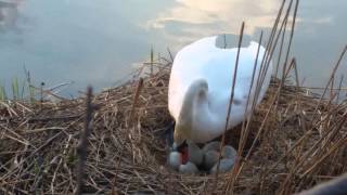 Schwanen-Nest am Hohnsensee, Hildesheim