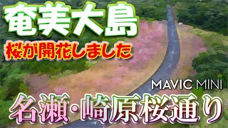 【ドローン】2023年の奄美大島の桜･奄美市名瀬崎原(崎原桜通り)【開花直後の桜】