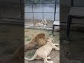 A pair of lions mating💞😻