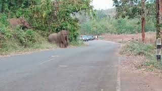 เจ้าหน้าที่ ถ่ายคลิป โขลงช้างป่า ทองผาภูมิ กาญจนบุรี เกือบ 50 ตัว