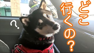 大好きなパパを助手席から見つめる柴犬が可愛い（№244）