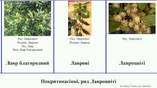 Покритонасінні, ряд Лавроцвіті angiosperms благородний Laurales Персея Атеросперма Haugen Лаврові