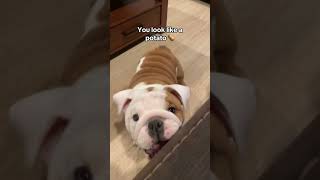 Dogs can understand what you are saying