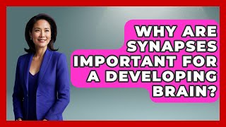 Why Are Synapses Important For A Developing Brain? - Brain Development Hub