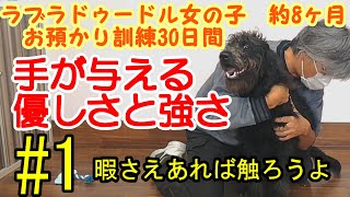 仔犬で触ろうとすると逃げる、捕まらない、甘噛みする！そんなあなたは室内！暇さえあれば触ろうよ