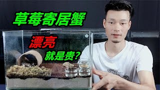 一只5厘米的寄居蟹要105塊，如果按斤計算，比帝王蟹還要貴